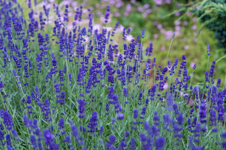 Natur gras blüte anlage