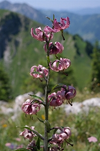 Foto Natura fiore pianta prato
