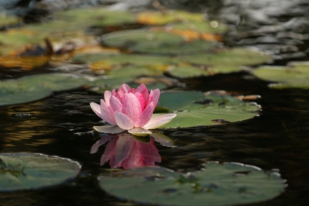 Foto Agua naturaleza florecer planta