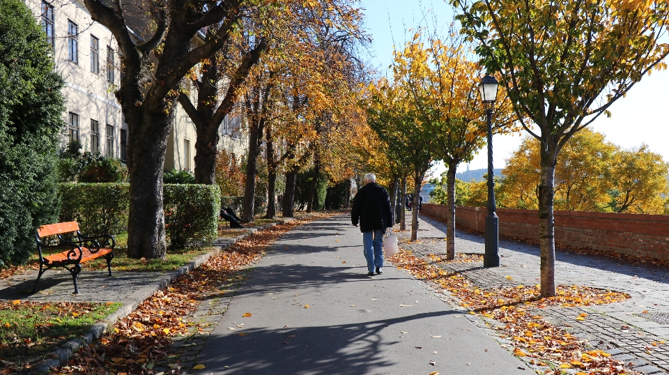 Albero luce del sole strada foglia