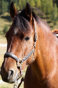 Animal cute horse brown Photo