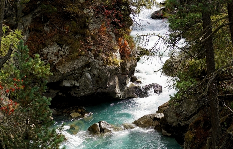 Tree water nature forest Photo