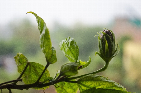 Foto Pohon alam cabang mekar