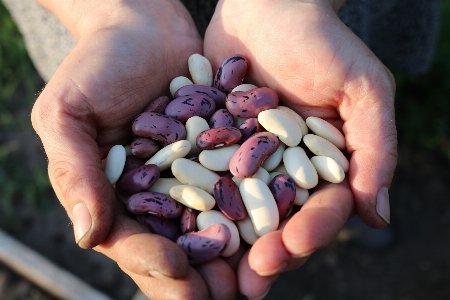 Hand group people plant Photo