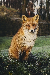 Animal wildlife mammal fox Photo