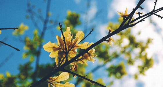 Tree nature branch blossom Photo