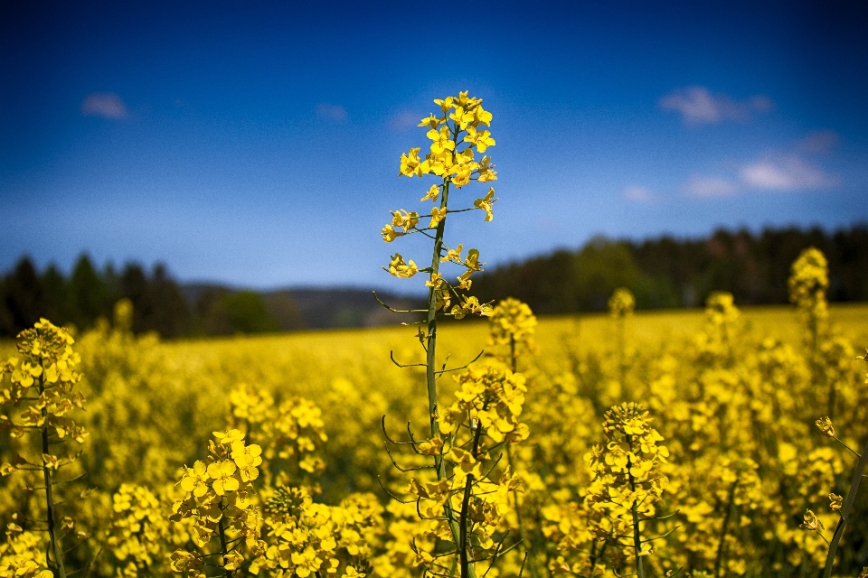 Nature plant sky field