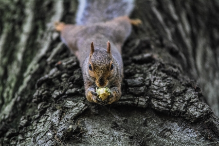 Nature animal wildlife squirrel Photo