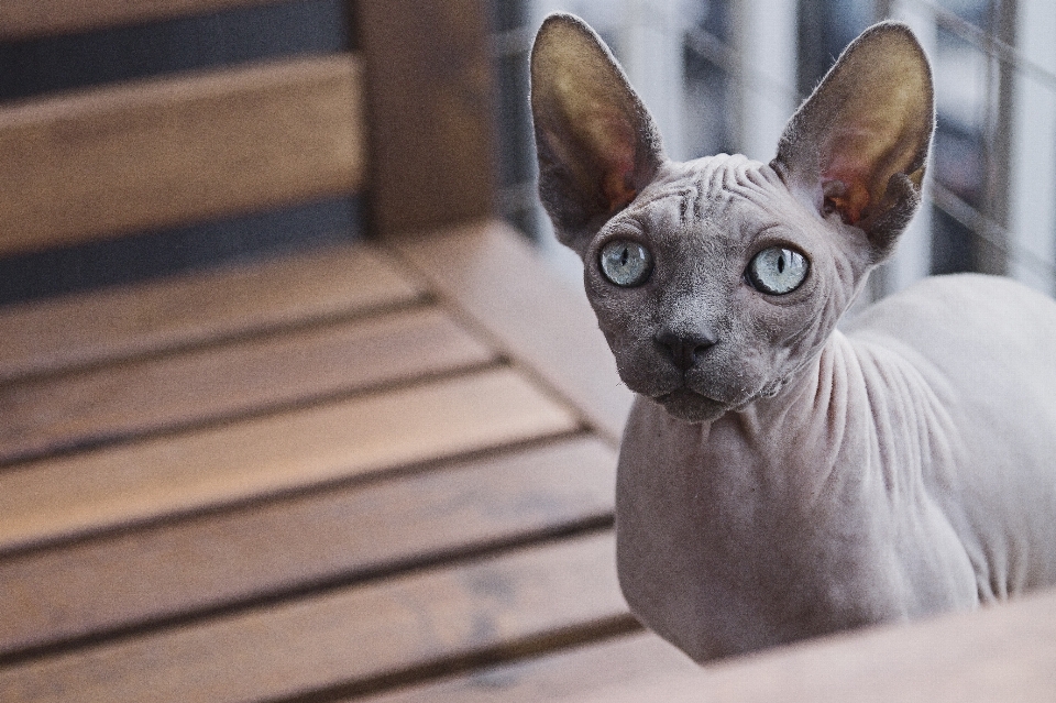 Cat hairless mammal vertebrate