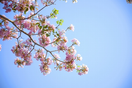 Foto Cielo flor florecer árbol