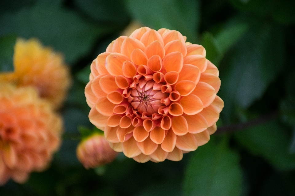 Fleur usine flore dahlia
