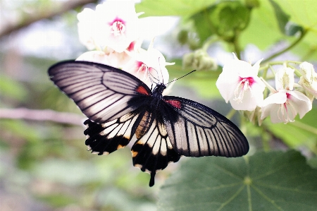 Butterfly moths and butterflies insect flower Photo