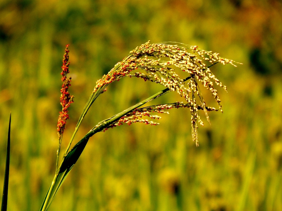 Natureza agricultura flor grama