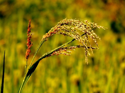 Foto Natura agricoltura fiore erba