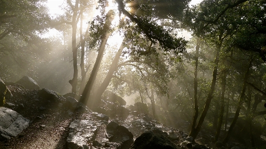 Habitat nature atmospheric phenomenon tree Photo