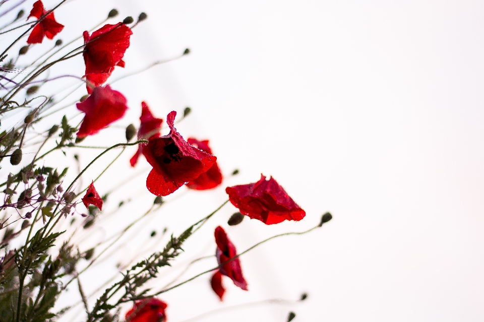 Rouge fleur usine flore