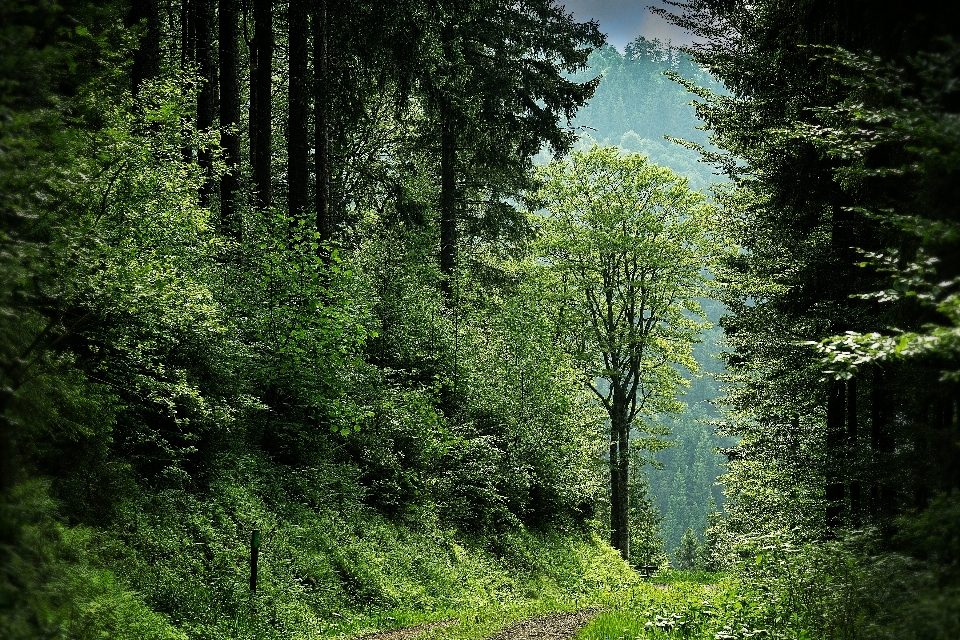 Hábitat
 naturaleza vegetación bosque