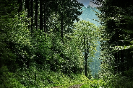 Habitat nature vegetation forest Photo