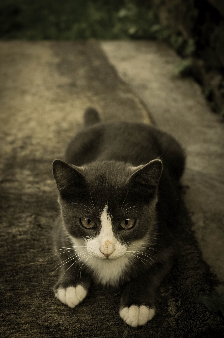 Katze schwarz säugetier wirbeltier
