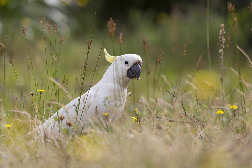 Cachorro natureza mamífero vertebrado
