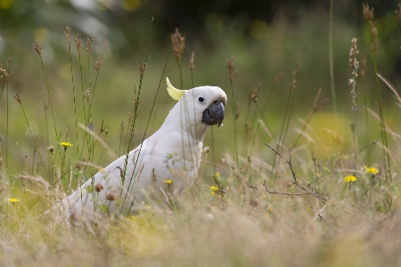 Dog nature mammal vertebrate Photo