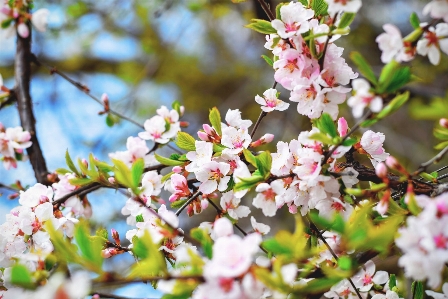 Foto Flor florescer plantar filial