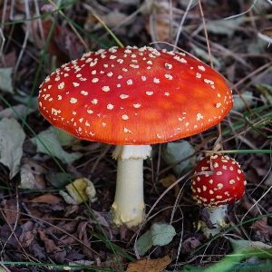 Foto Fungo fungo
 agarico
 bullone
