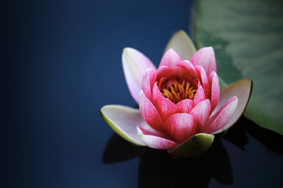 Flor loto sagrado
 planta rosa