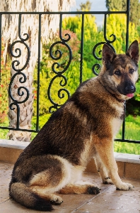 Animal dog puppy german shepherd Photo