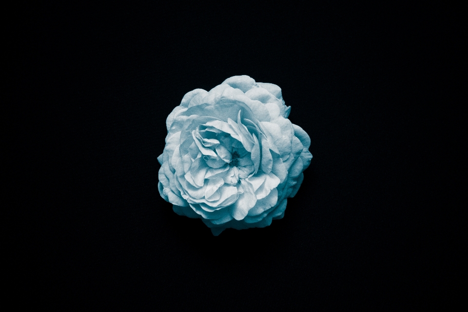 Weiss blume blau anlage