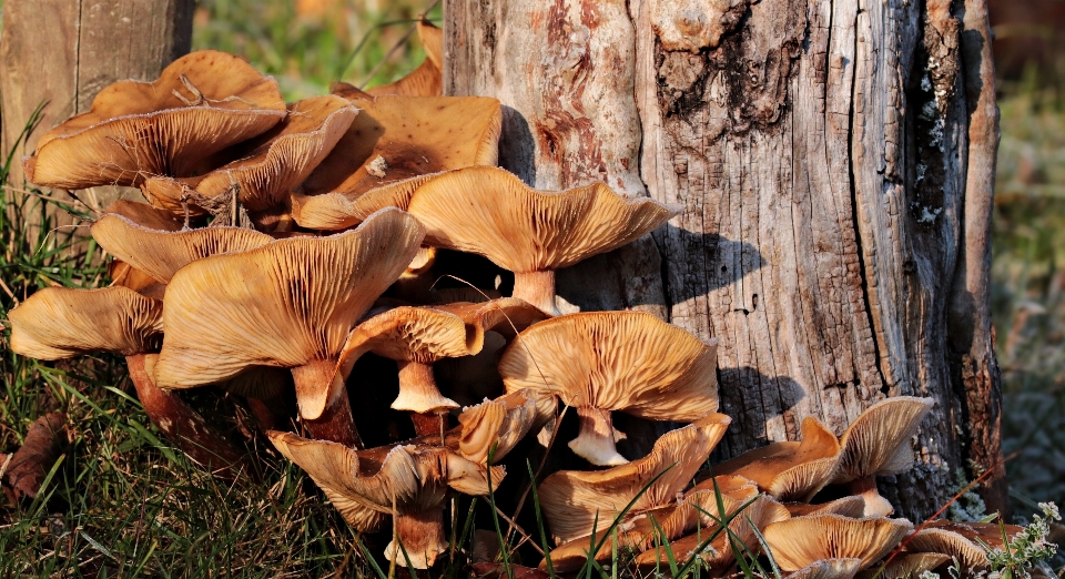 Nature mushroom fungus tree