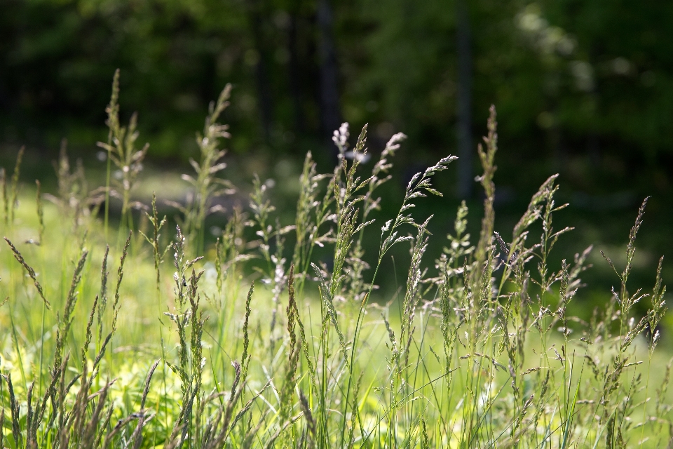 Habitat nature flora vegetation