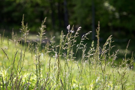 Habitat nature flora vegetation Photo