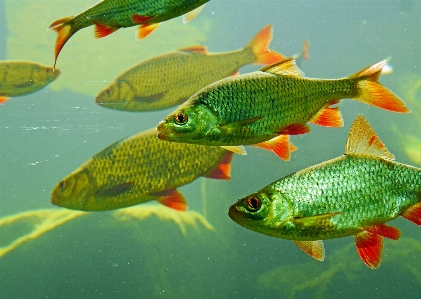 Wurzelfett
 karpfenfisch
 großes aquarium
 wasser Foto