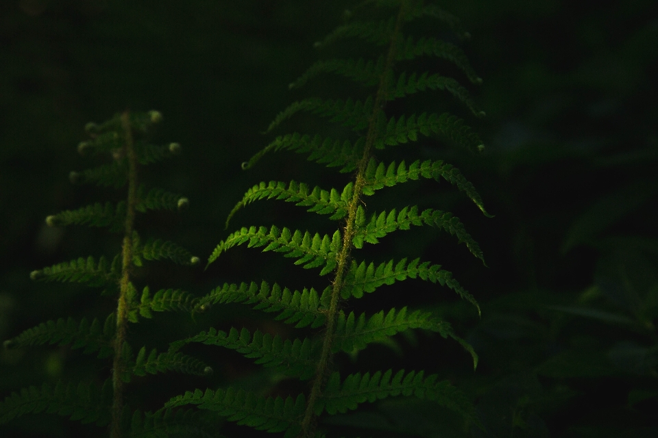 Habitat green ferns and horsetails fern