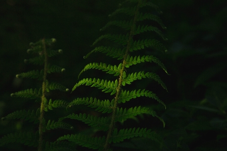 Habitat green ferns and horsetails fern Photo