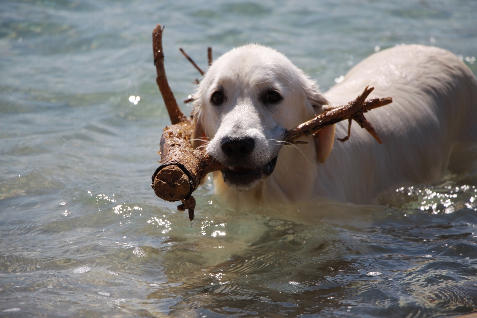 Retriever
 cachorro dourado feliz