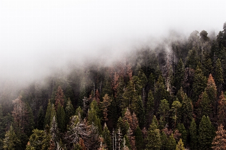 Habitat nature tree mountainous landforms Photo