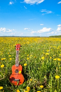 Habitat sky field grassland Photo