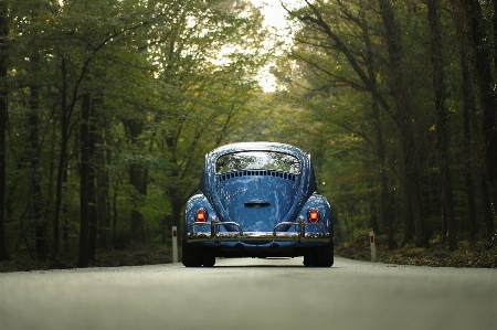 車 クラシックカー
 森 屋外 写真