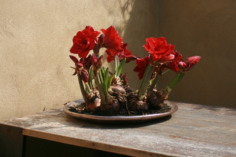 Flor rojo planta arreglos florales
