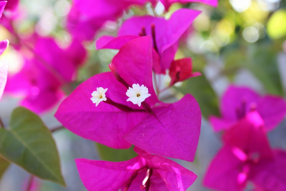 Flower pink flora plant