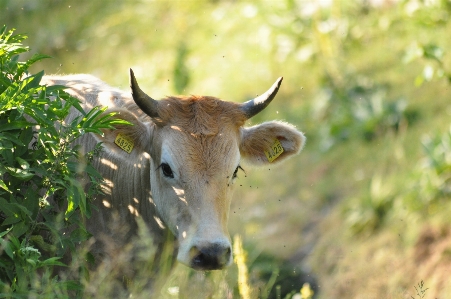 Nature wildlife mammal vertebrate Photo