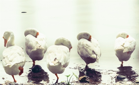 Foto Oche uccelli dormienti
 cigno fotografia naturalistica
