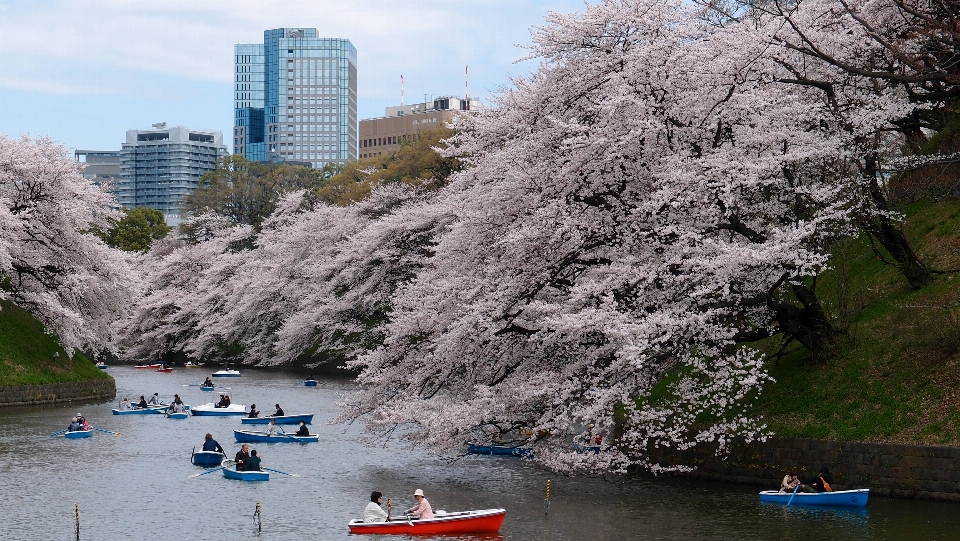 Boat cherry blossom park river