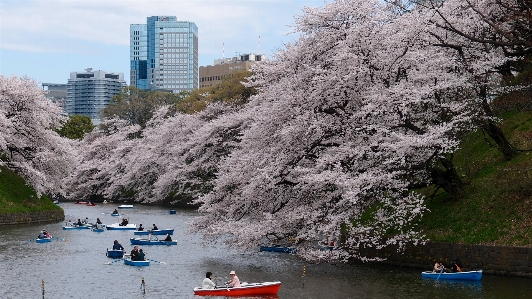 Boat cherry blossom park river Photo