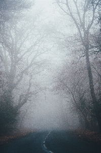 Fog mist nature atmospheric phenomenon Photo