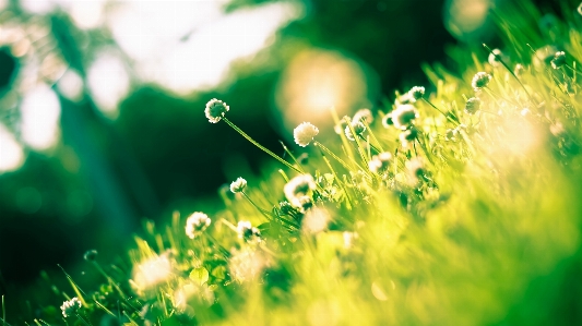 Green nature macro photography tree Photo