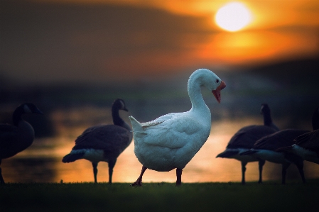 Foto Pássaro bico vertebrado
 fauna