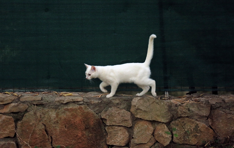 Säugetier wirbeltier
 katze ziegen